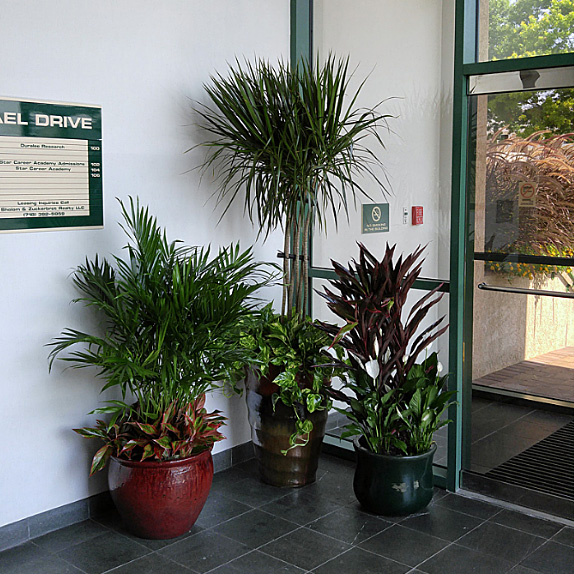 commercial lobby plantings