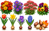 Order Autumn Flowers and Bulbs